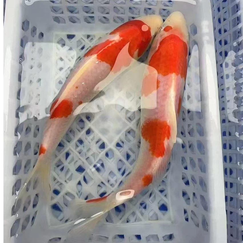 13号【红白锦鲤2条】16-18公分 冷水观赏鱼好养耐活