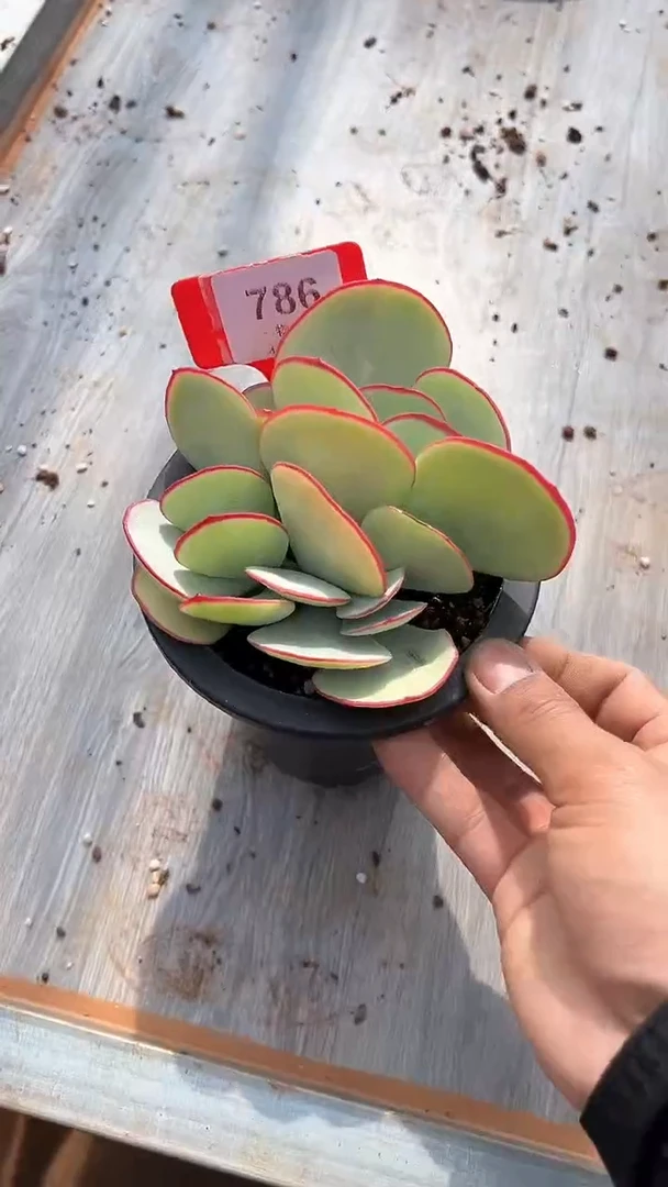 【闪购商品】786号白眉多肉