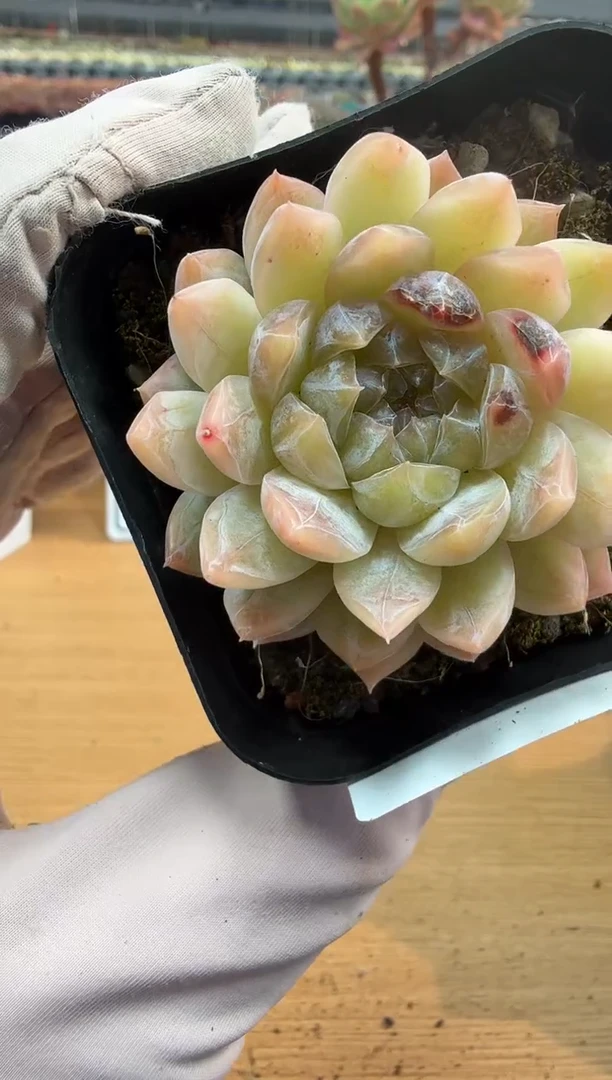 东云多肉园二店-266