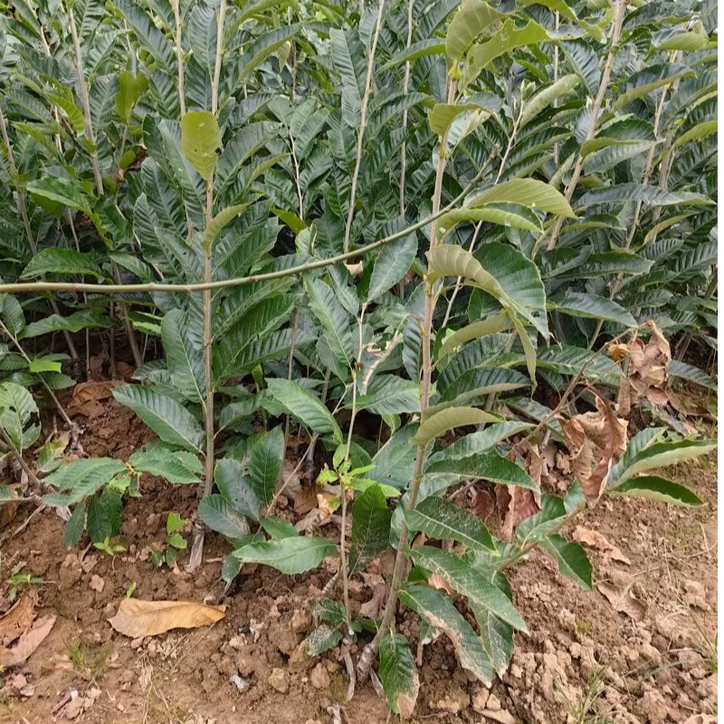 板栗树优质嫁接苗适合南北方栽种