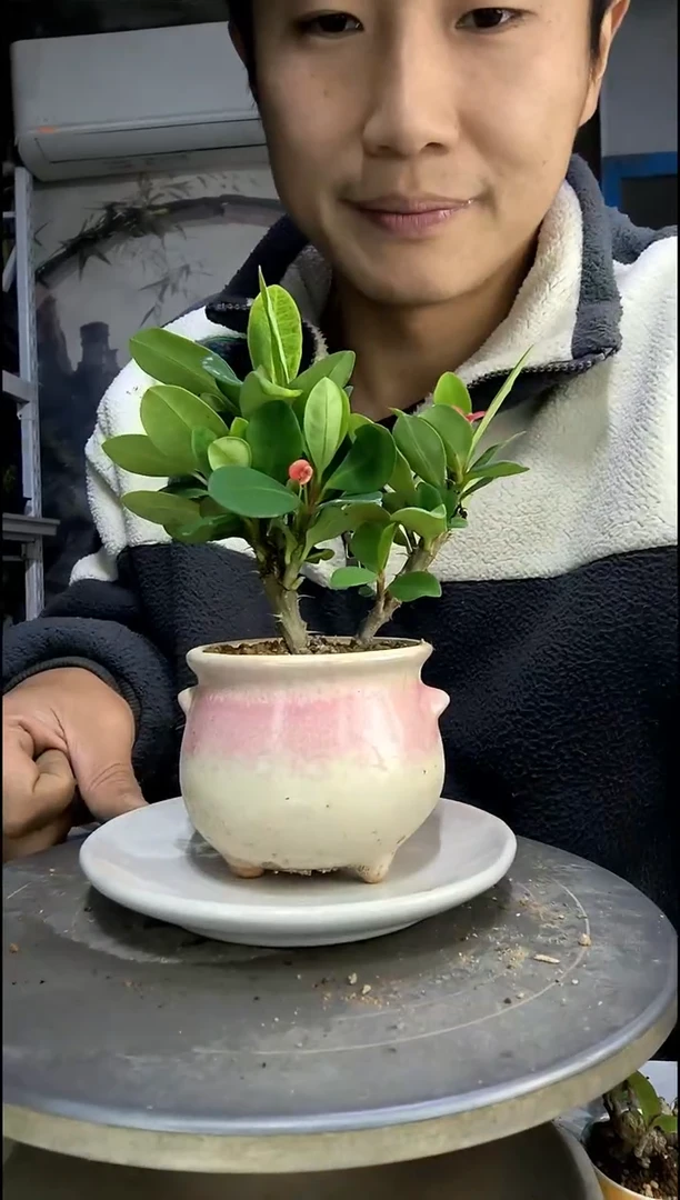 鑫***来中青园艺一物一拍85