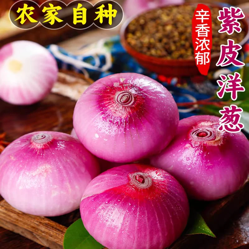 9-10斤紫皮洋葱新鲜农家种植圆葱蔬菜洋葱头辛辣脆爽调味