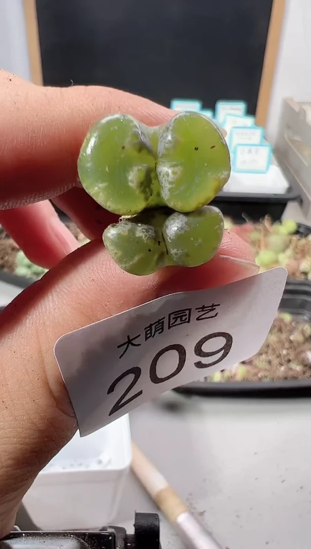 【闪购商品】++++209