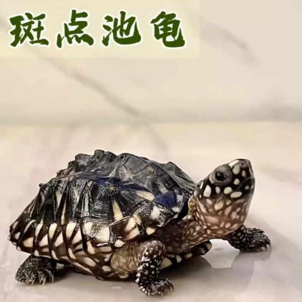 斑点池龟水龟热带斑点龟观赏宠物深水龟斑点乌龟