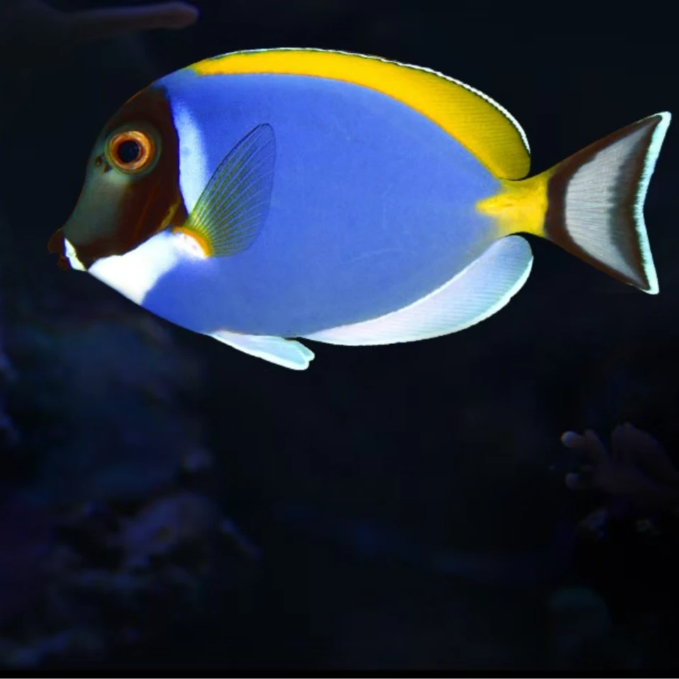 粉蓝吊海水鱼售后需拍开箱视频（免包装费）