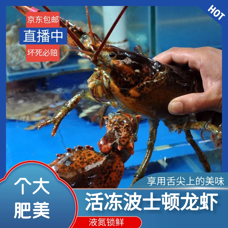 精选生冻波士顿龙虾 液氮锁鲜 肉质饱满 京东包邮 佳节送礼