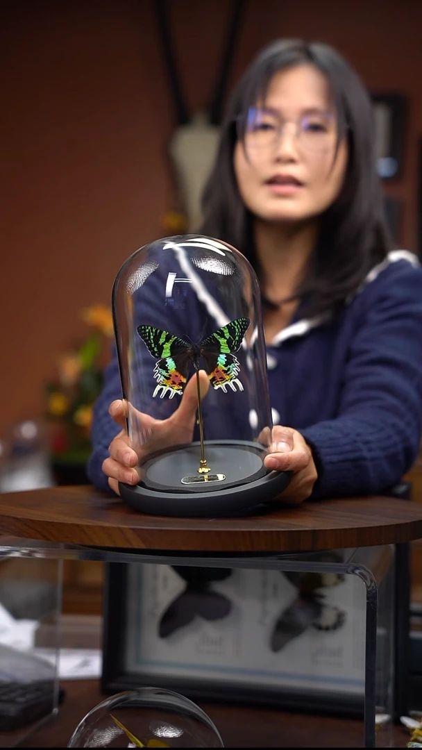 太阳蛾玻璃罩  常规