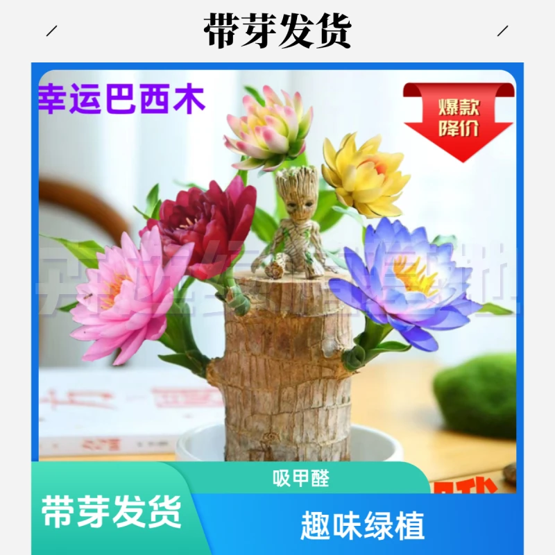 【带芽发货】【正宗水培】巴西木幸运木开花水培植物室内水养绿植盆栽