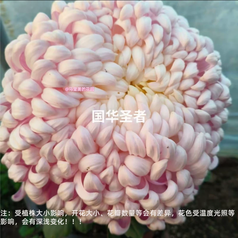 【国华圣者】传统大菊盆栽九月菊 室外庭院阳台新手多年生草本花卉