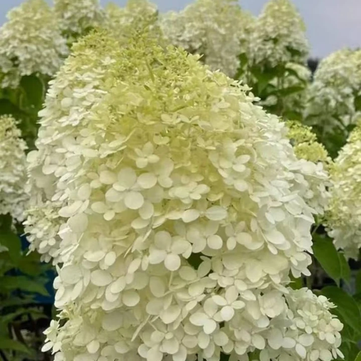 雪峰圆锥绣球丛生露天苗圆锥绣球易养带花苞基地直发耐高温耐低温