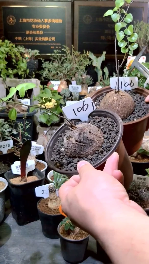 106号1219福利南非龟甲龙买1送1