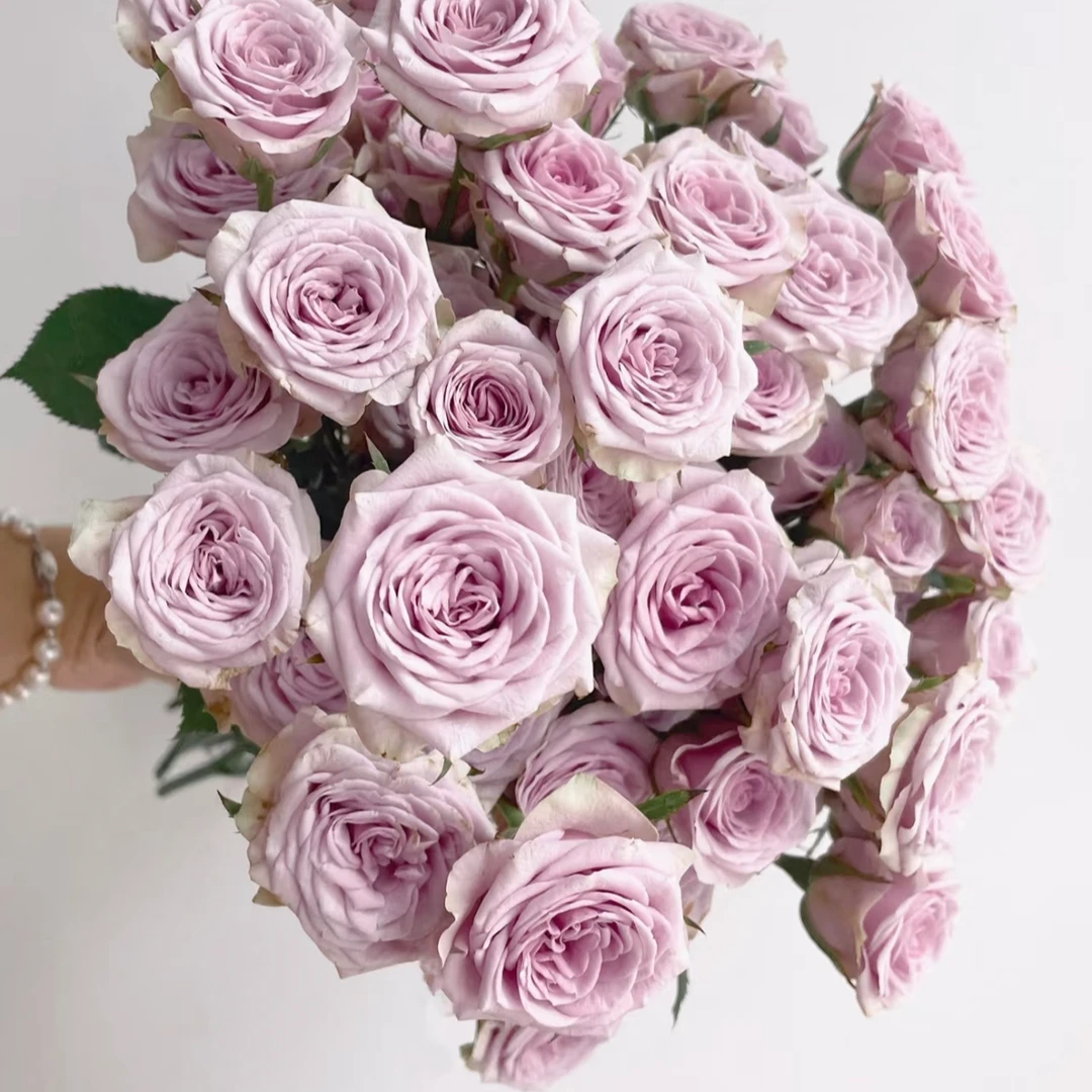 鲜花【莱拉】同地址两单京东或顺丰送货上门+配草1扎