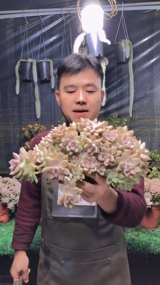 165淡雪缀化一物一拍