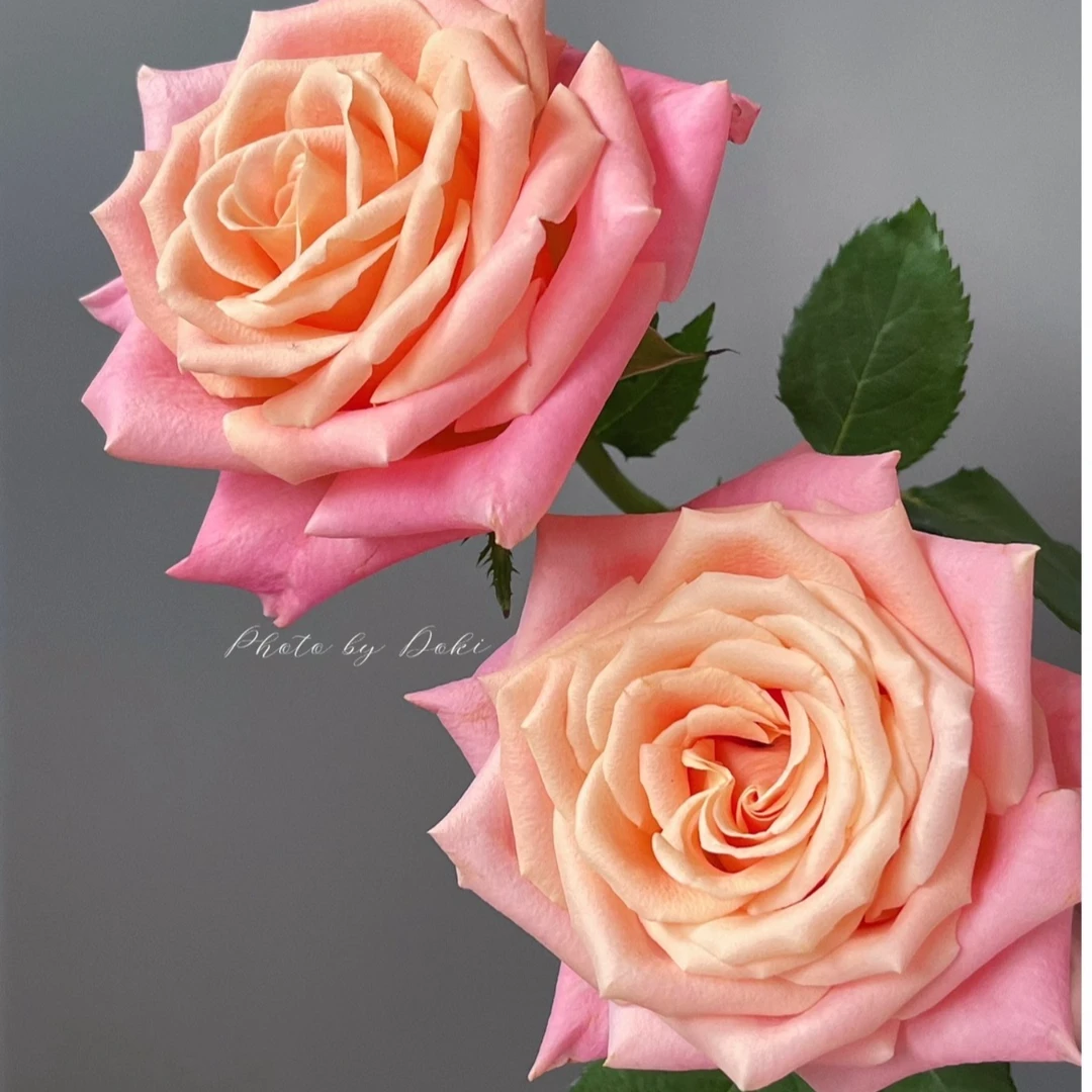 （高品质玫瑰）朱小姐玫瑰云南基地直发生活鲜花