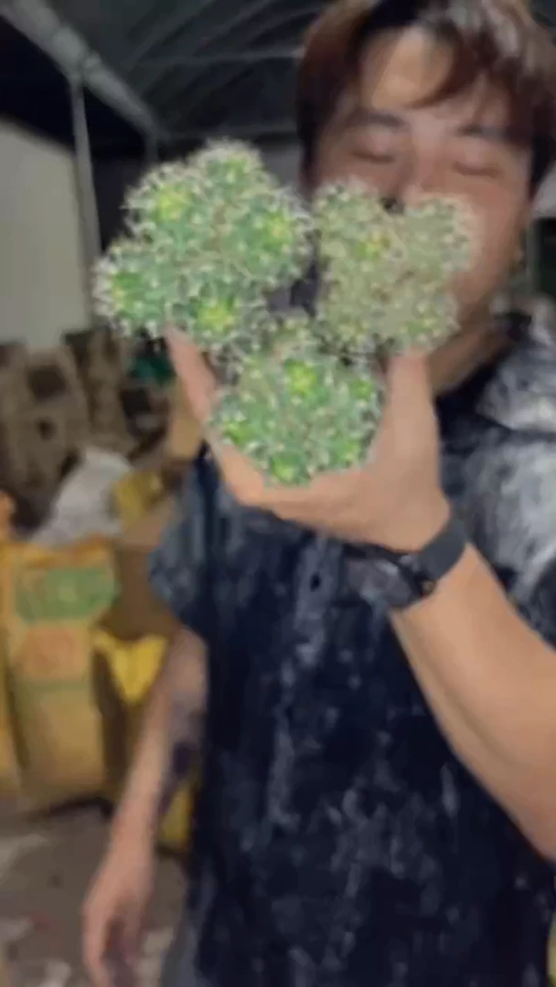 3颗 实生根 多头 龙王