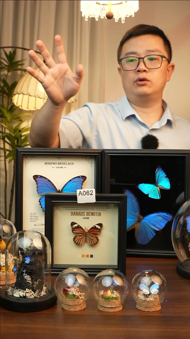 虎斑蝶（6寸方黑色新款框）A062