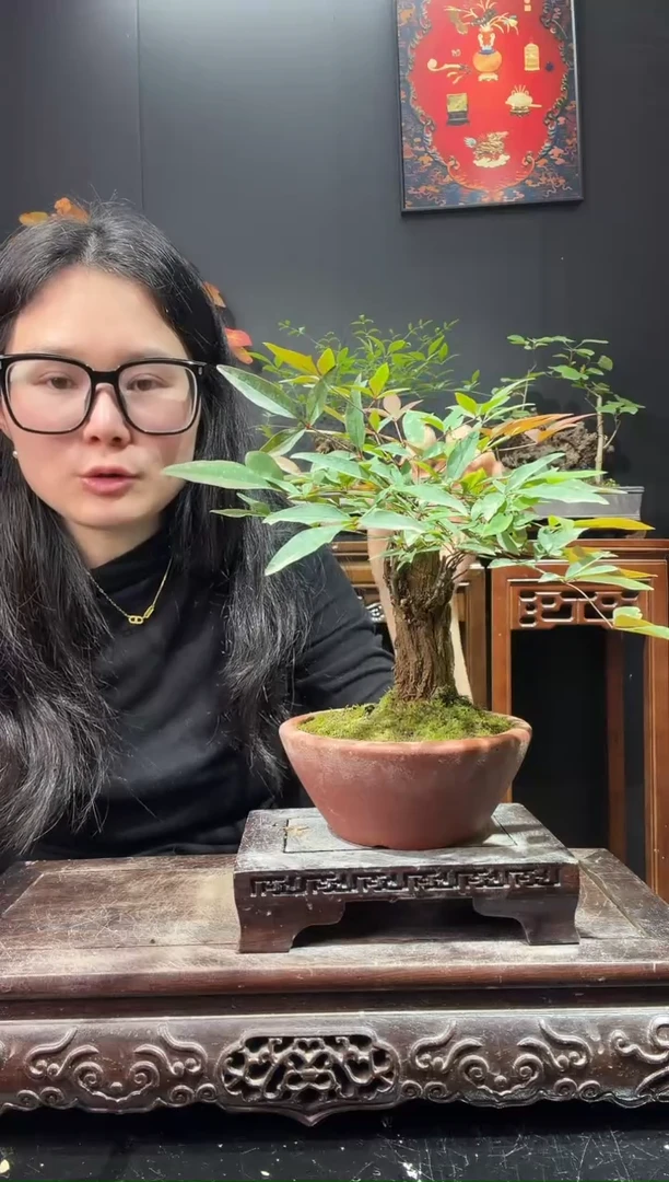 完全开放南天竹000