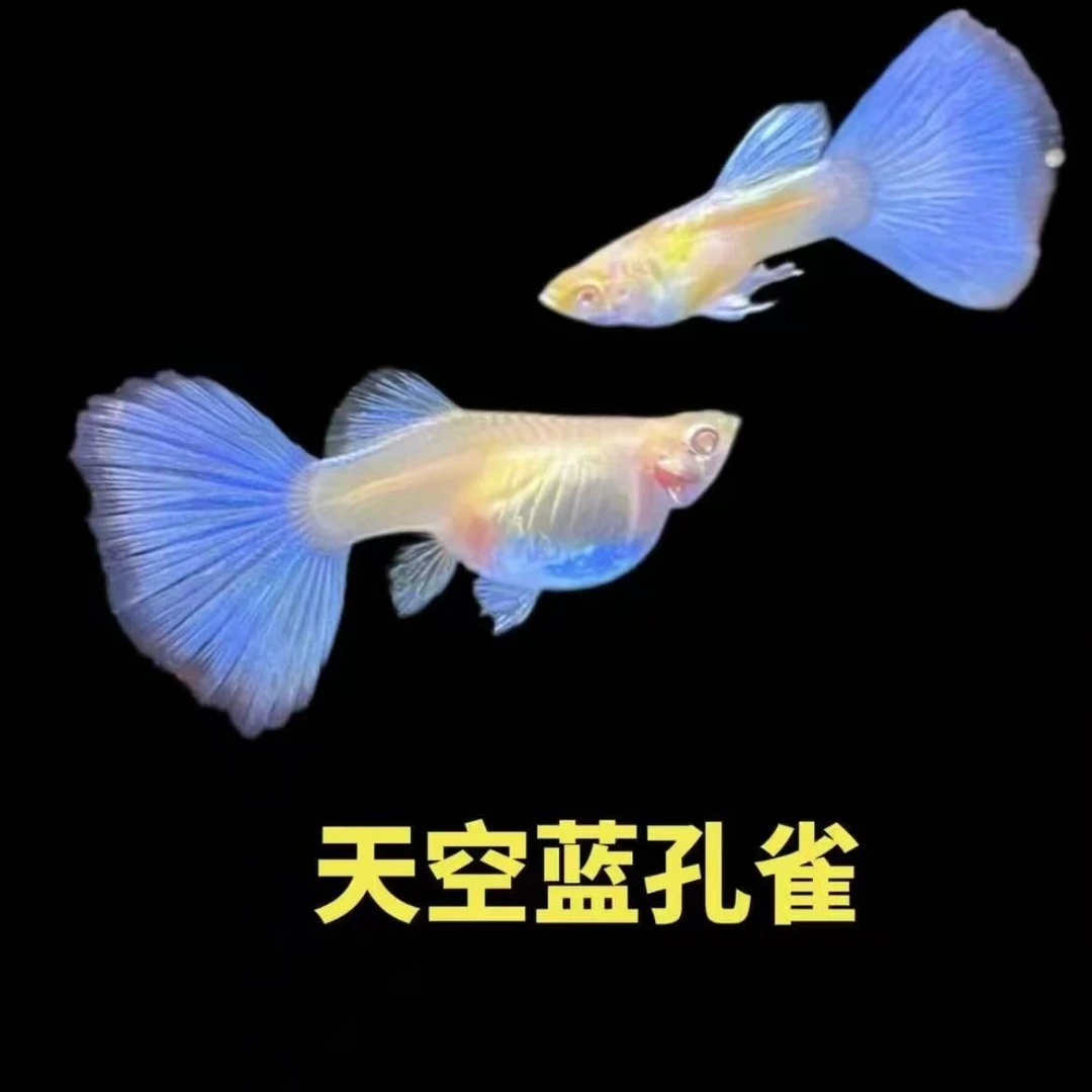精品天空蓝孔雀鱼观赏鱼临产母鱼带肚孕母白云新手小型热带观赏鱼