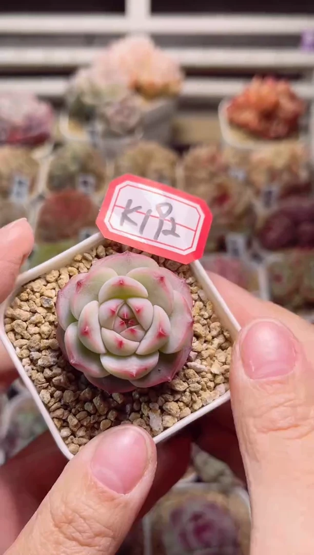 【闪购商品】K192柳絮一物一拍