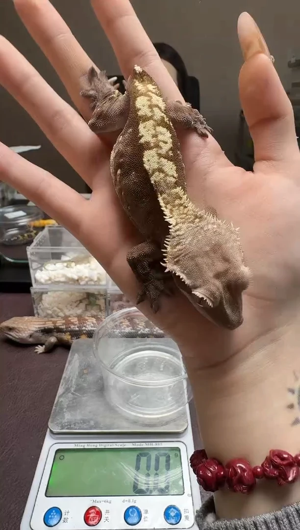 睫角守宫鳞与尾 Scale Tail 爬宠J1301