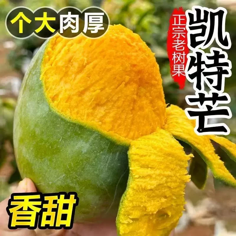 四川攀枝花凯特芒果新鲜采摘应季水果坏果包赔放软后食用