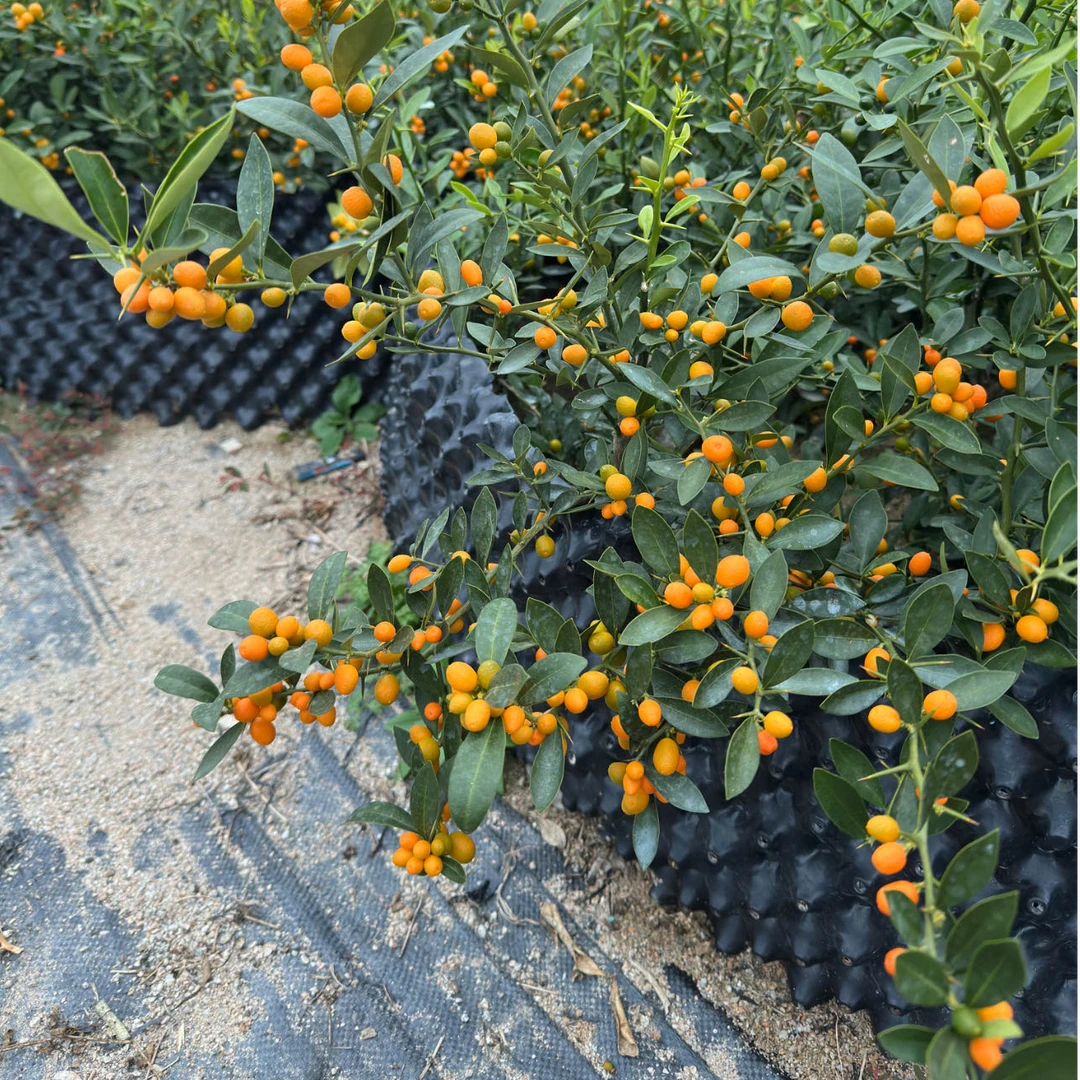 表妹表弟35-200附石福豆微型盆景一物一拍绿植好养带果小盆景