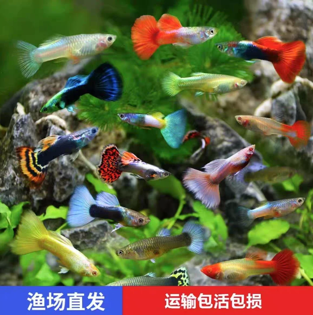 直播间福利 亚成孔雀鱼套餐