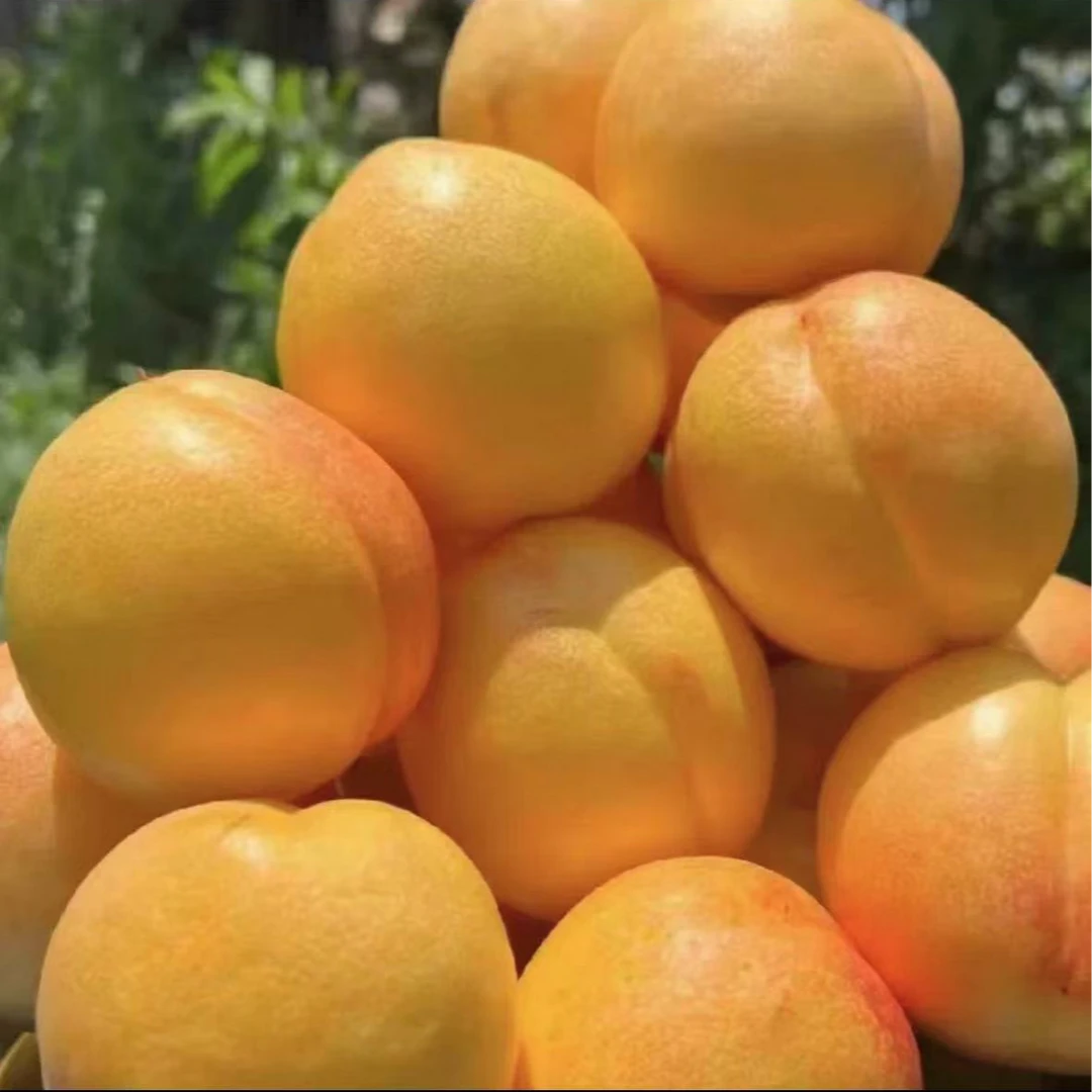 蒙阴中油4号黄金油桃3斤5斤包邮爆汁爆甜硬软两吃