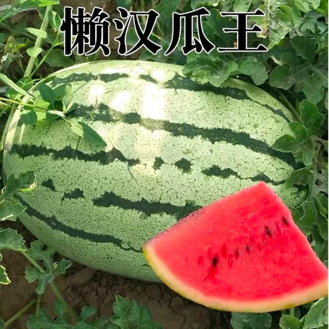 懒汉巨型西瓜种子甜王大西瓜无籽西瓜四季甜西瓜