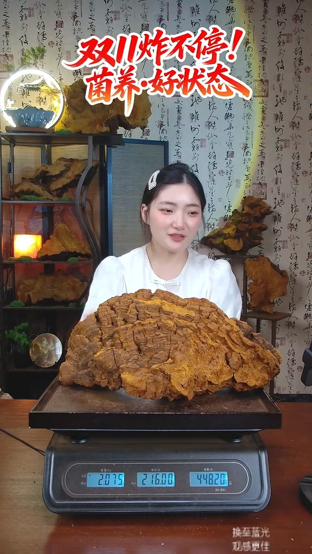 松针层孔菌中国大陆揣*【藏区 野生】红缘树舌（4.15斤）50-60年份