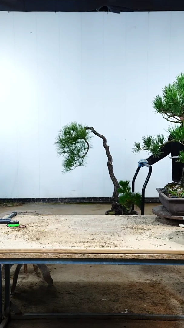 无花朵松树木架包邮