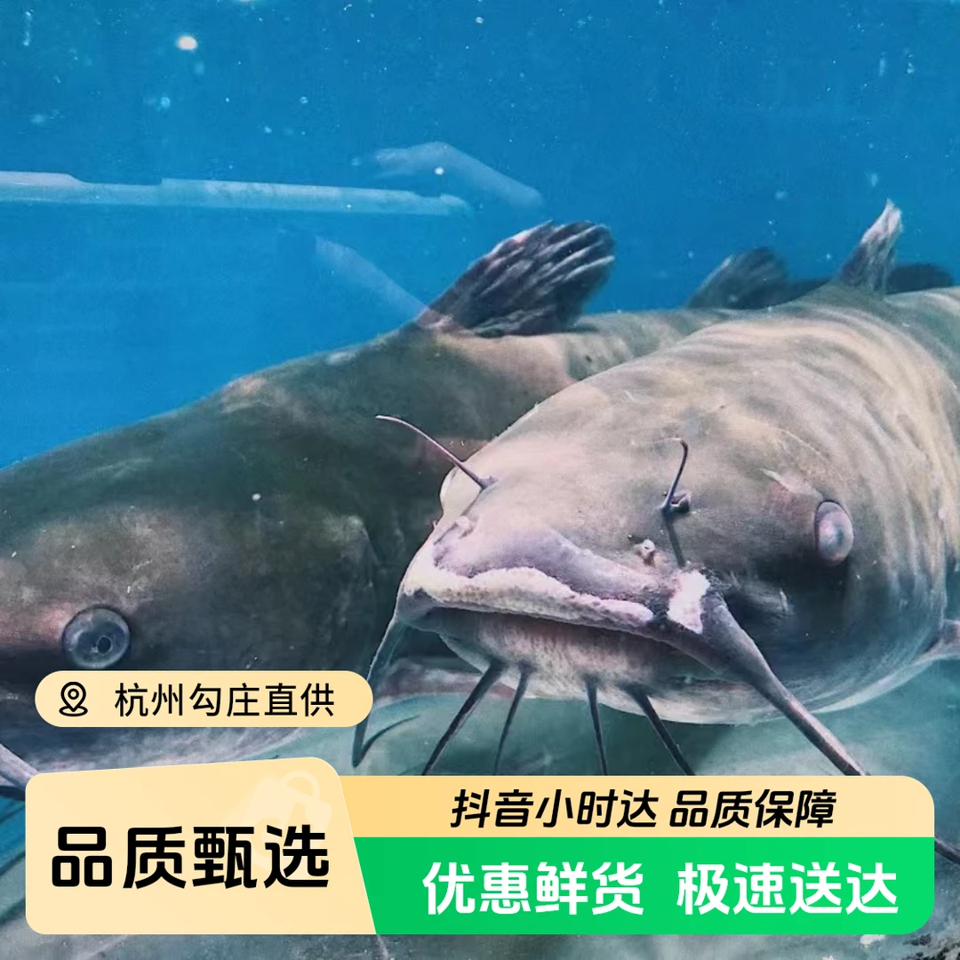 千岛湖回鱼2斤左右装一条