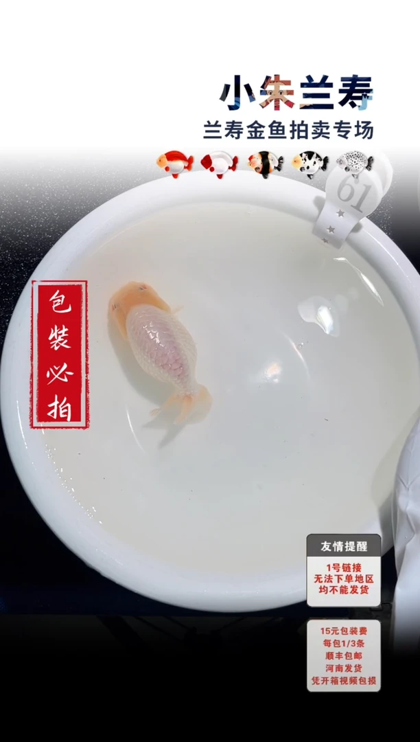 金鱼包装必拍未拍顺丰到付61号