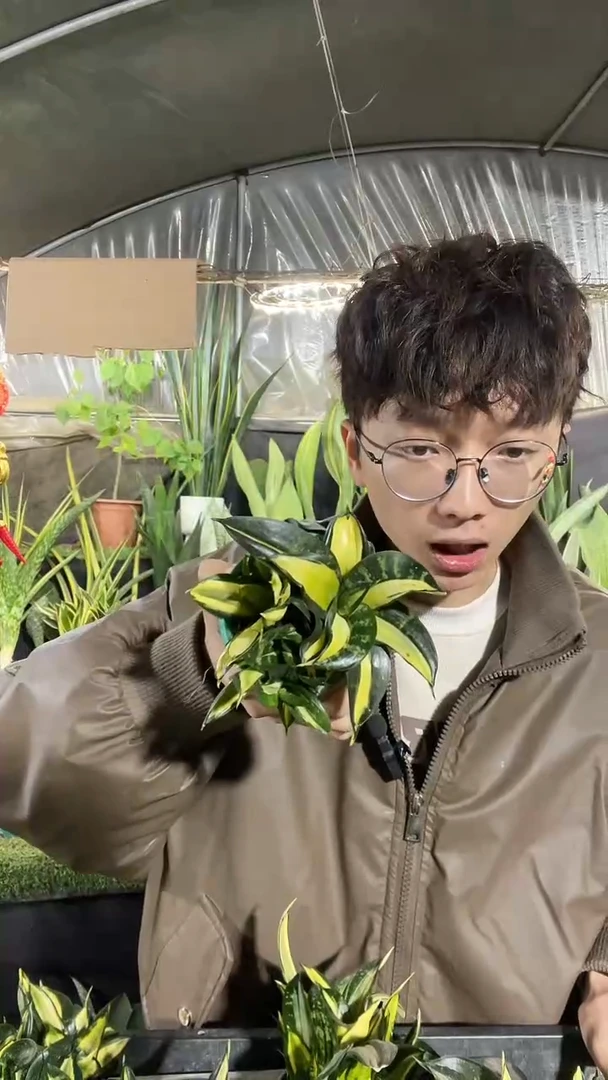 金玫瑰带盆土8厘米12.8