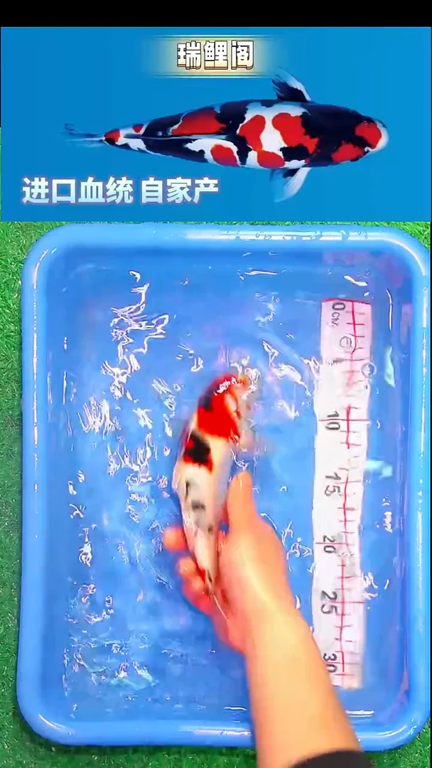 锦鲤瑞鲤阁精选--21