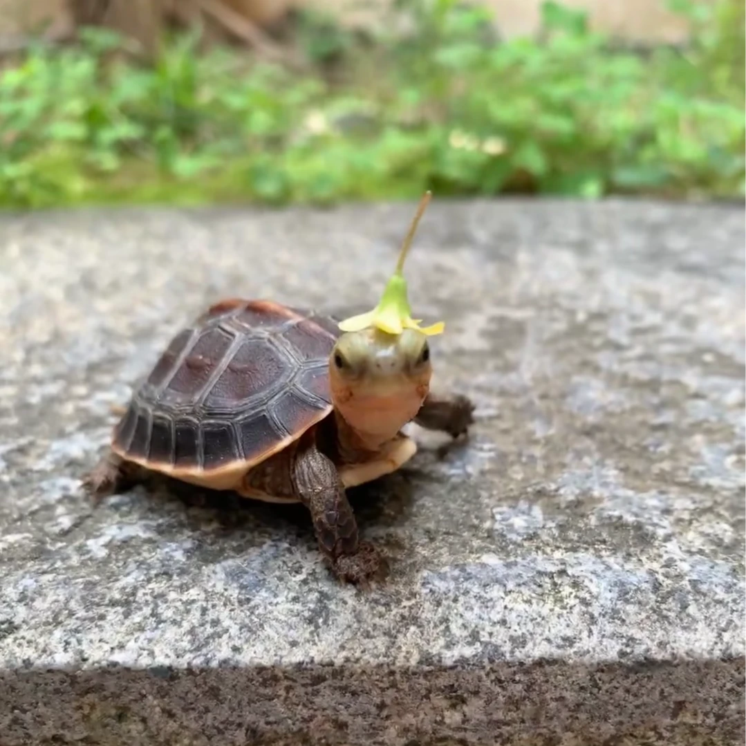 宠物龟活体小宠链接