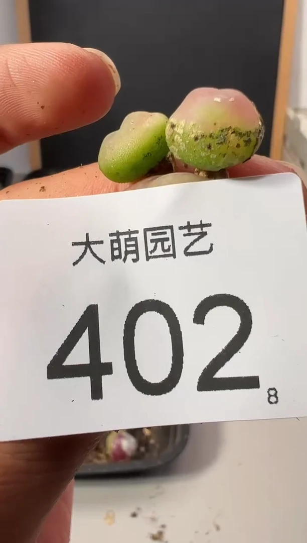 【闪购商品】++++402