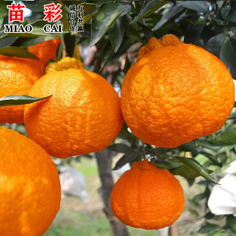 正宗不知火丑橘树苗丑桔丑八怪柑橘苗耙耙柑南北方种植橘子果树苗