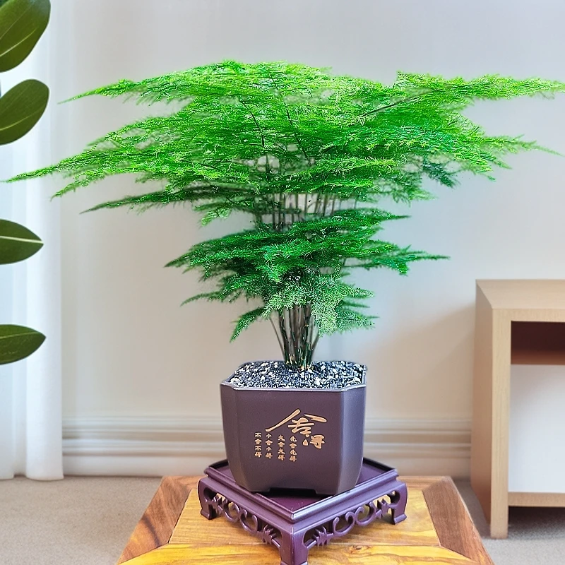 【种好发货】舍得盆 文竹盆栽四季常青书房桌面客厅好养绿植室内