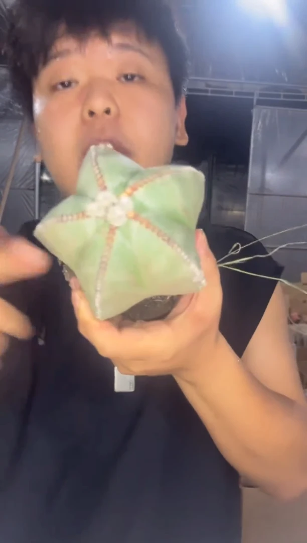 实生根 大号 鸾凤玉