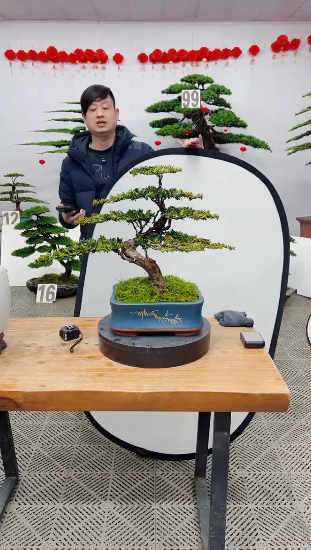 【闪购商品】盆景盆景