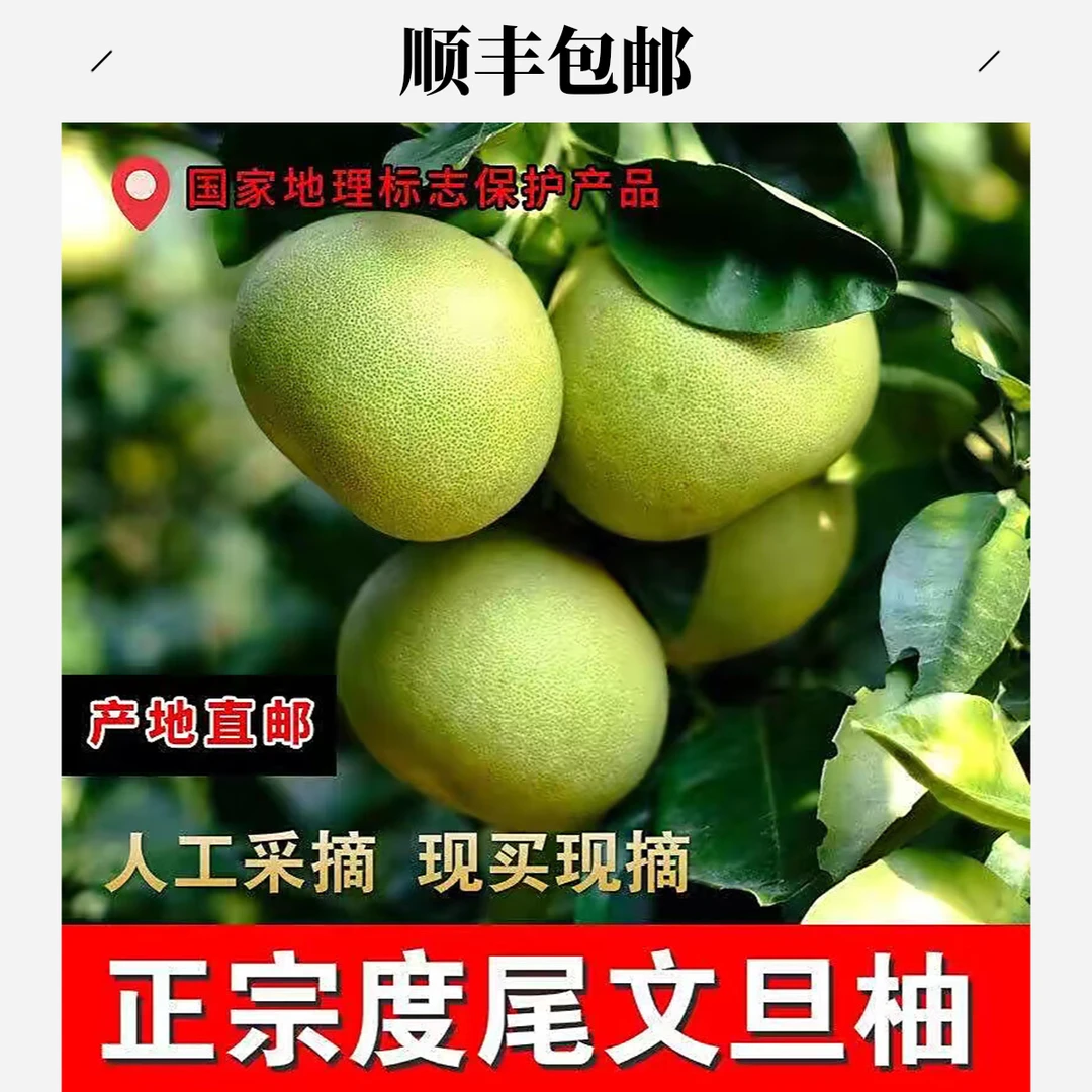 【顺丰包邮】正宗度尾文旦柚红心白心蜜柚福建仙游柚子新鲜应季现摘