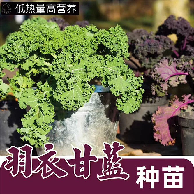 羽衣甘蓝健康蔬菜苗春秋冬食用叶杜丹绿叶花包菜Kale耐寒紫羽盆栽