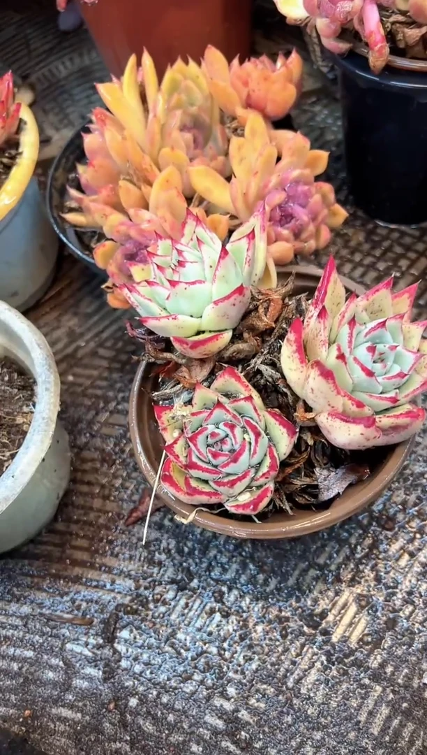绿**沙多肉植物一物一拍02526