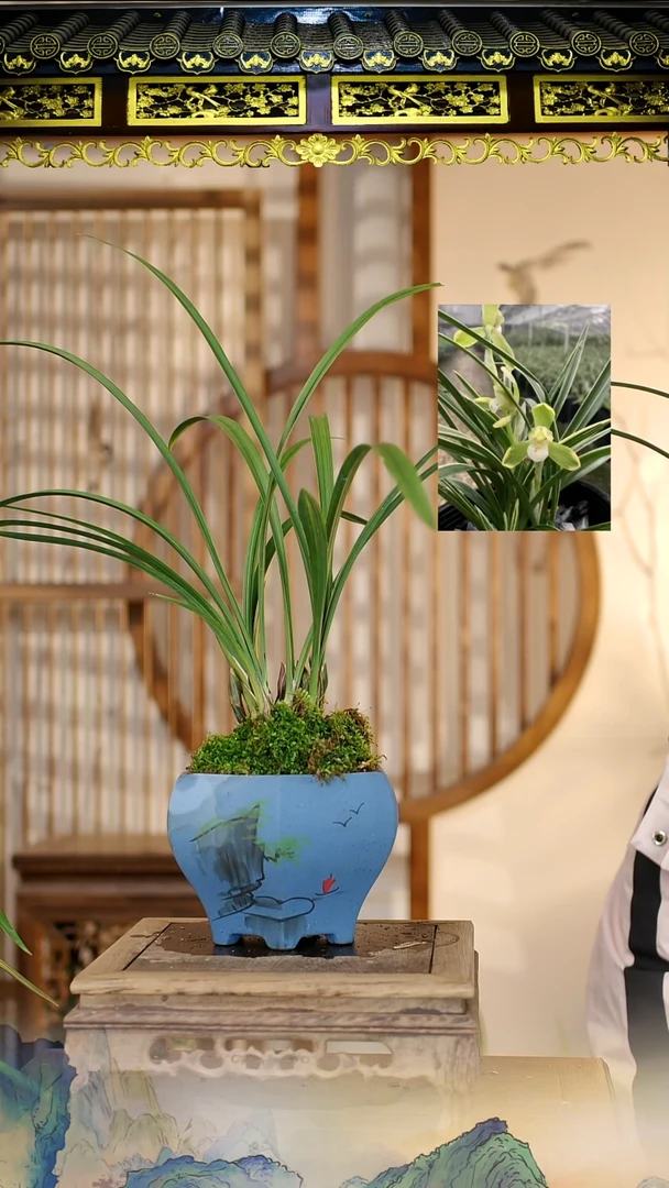 全部花苞春剑发富贵带黑色硬胶盆【