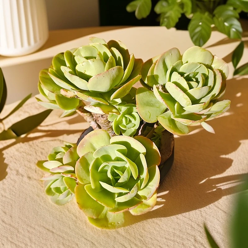 老桩碧桃230#云大B1露雪山多肉好看好养一单包邮