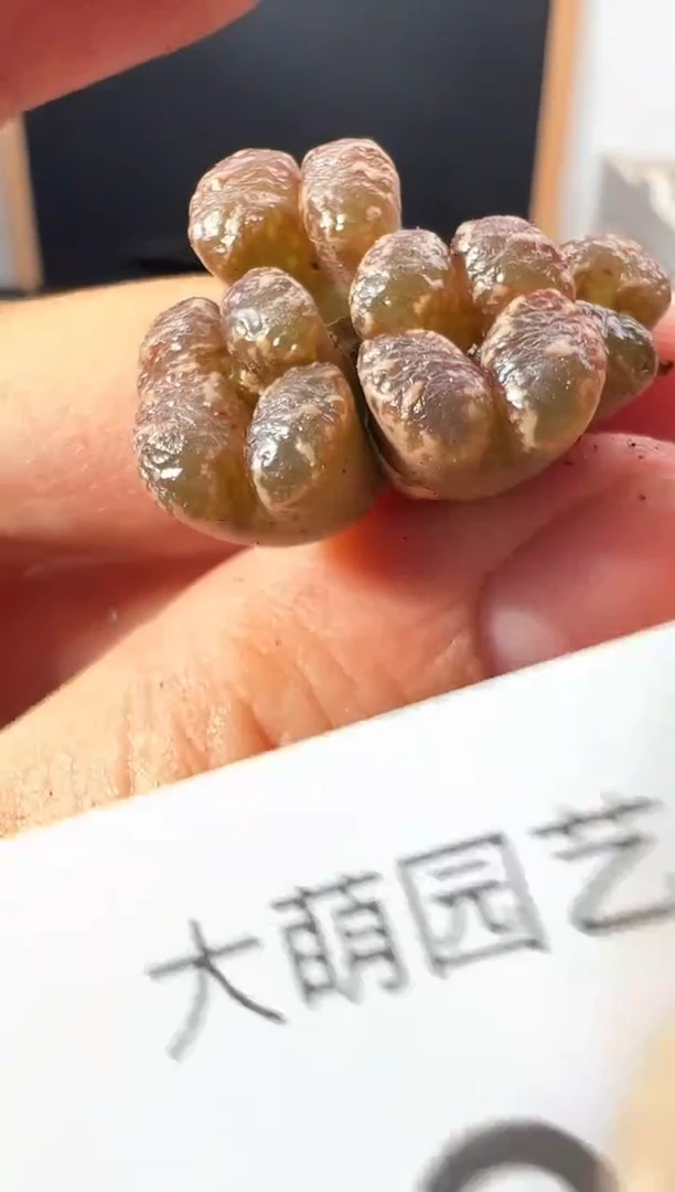 一物一拍         883