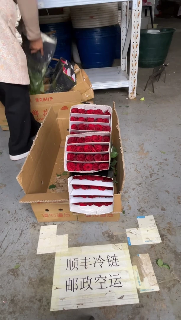 高原红3扎