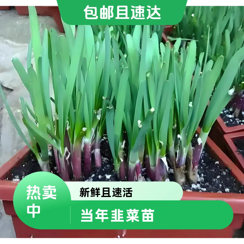 四季韭菜苗/大田阳台花盆泡沫箱花池都可/一次当季新鲜蔬菜