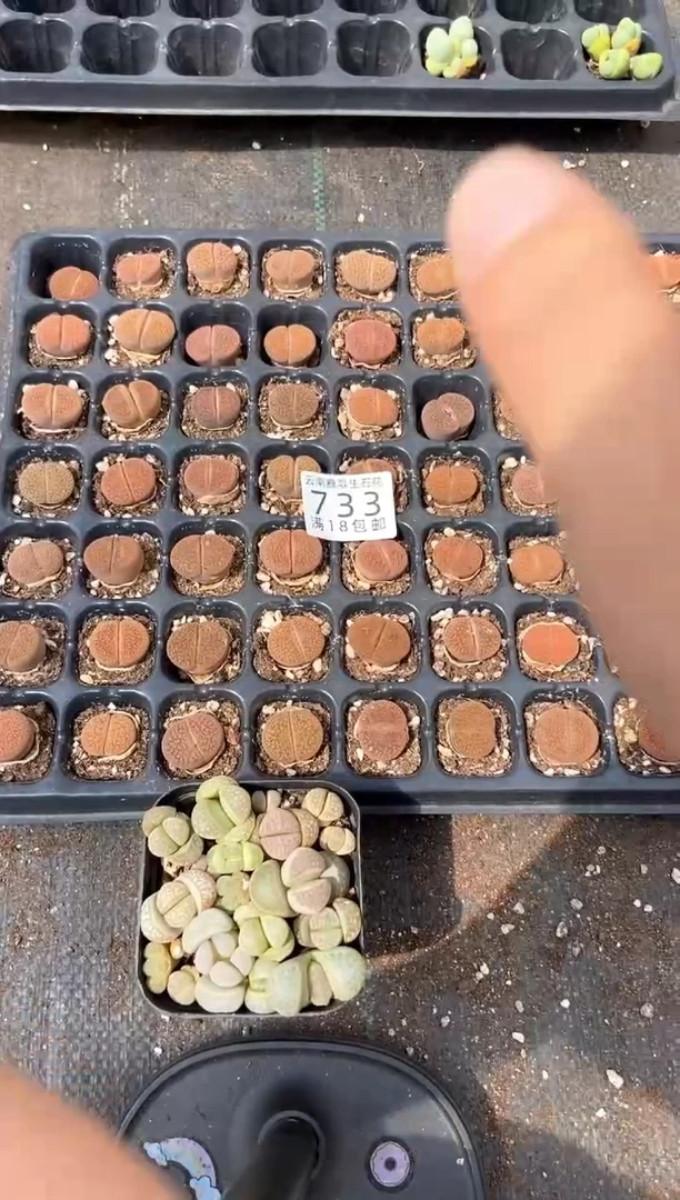 733特价富贵玉有瑕疵发货5颗量拍